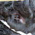 SHG Photo