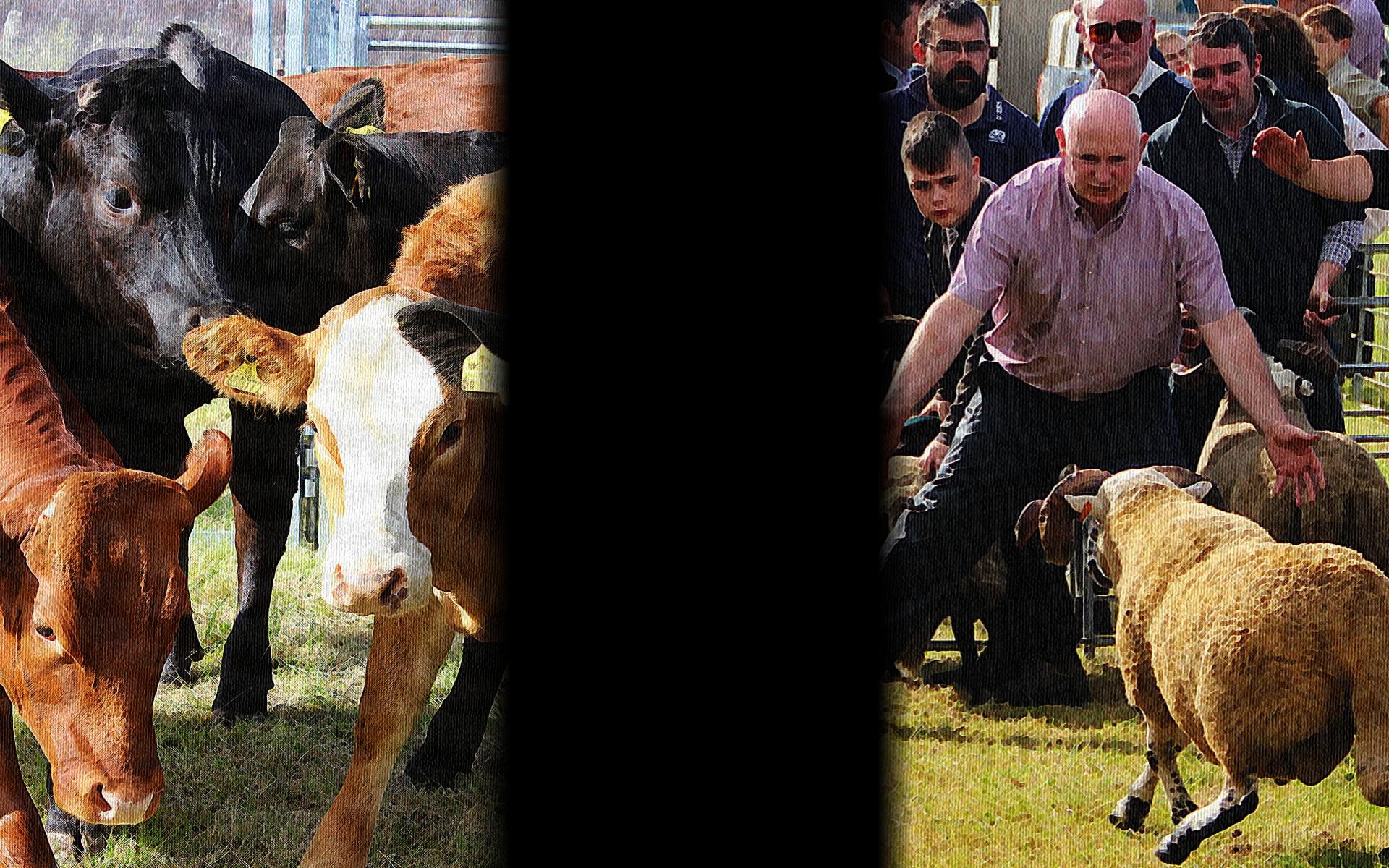 Agricultural Show